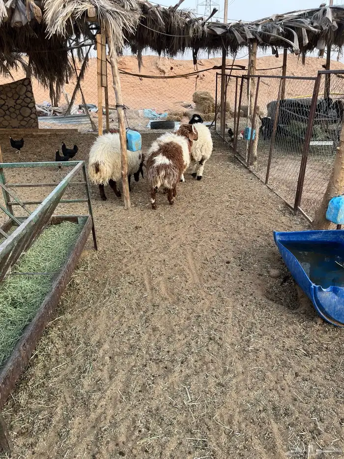 طليان نعيم 0