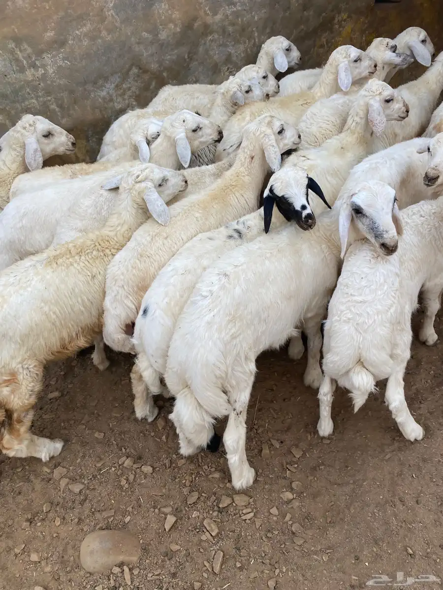 خرفان ورخال العدد 20 1