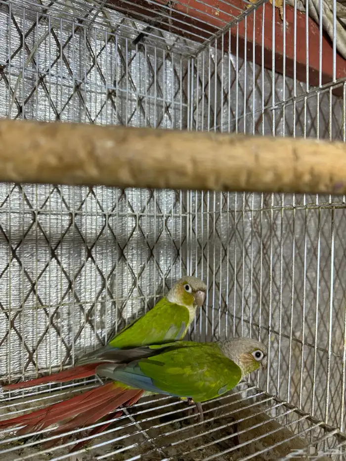 3 ذكور كنيور 1