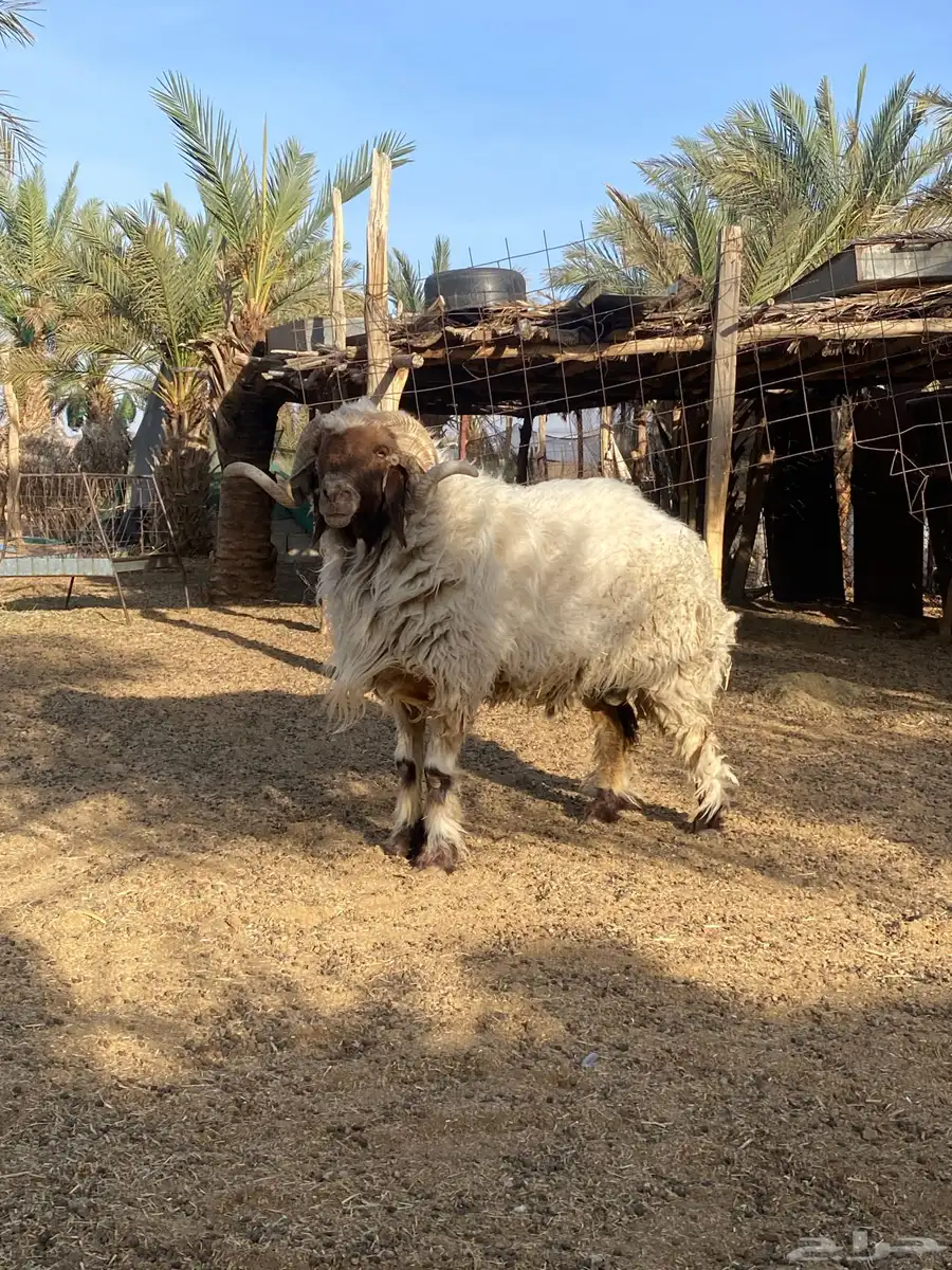 فحل نعيمي صنف 1
