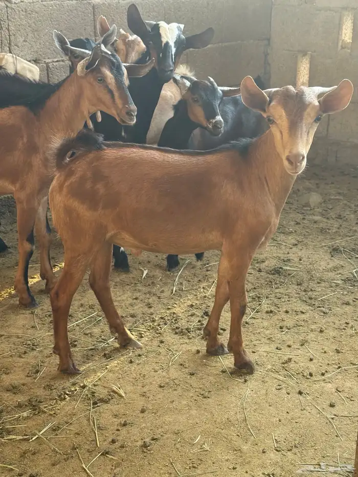 تيوس جذعان نظيفة 3