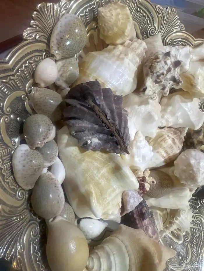 مجموعة اصداف جميلة ونادرة للبيع من دون الإناء 1