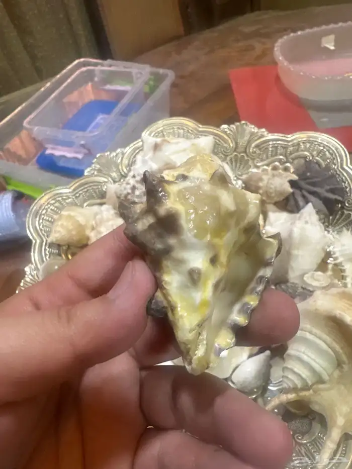 مجموعة اصداف جميلة ونادرة للبيع من دون الإناء 3