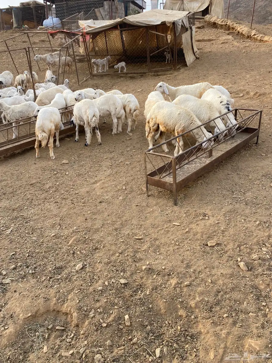 خرفان ورخال العدد 20 3