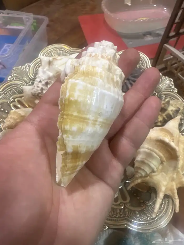 مجموعة اصداف جميلة ونادرة للبيع من دون الإناء 5