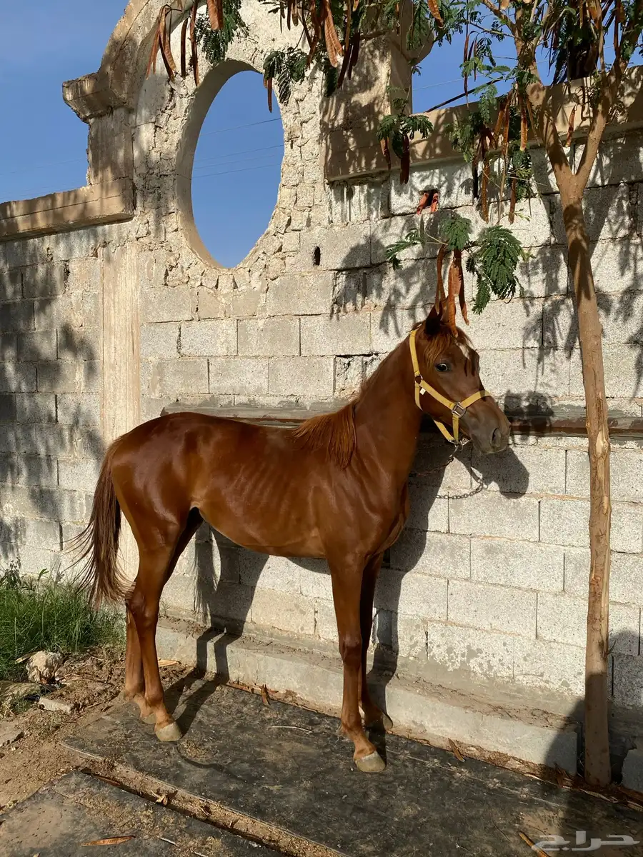 مهره وفرس 1