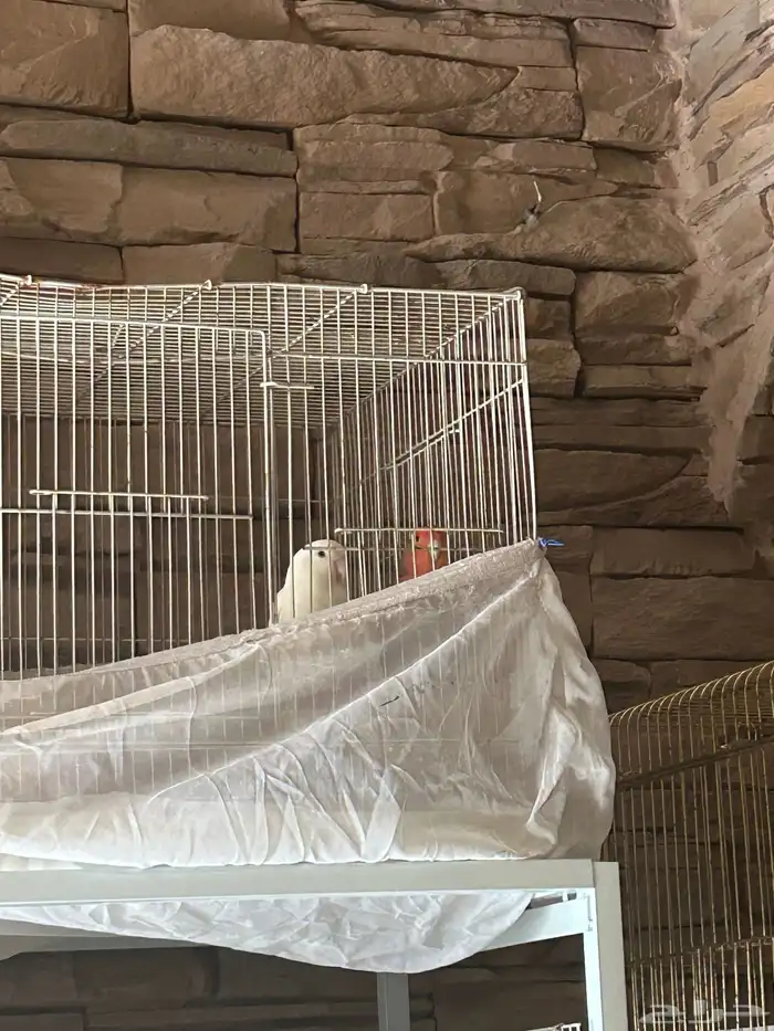 اجواز روز 0