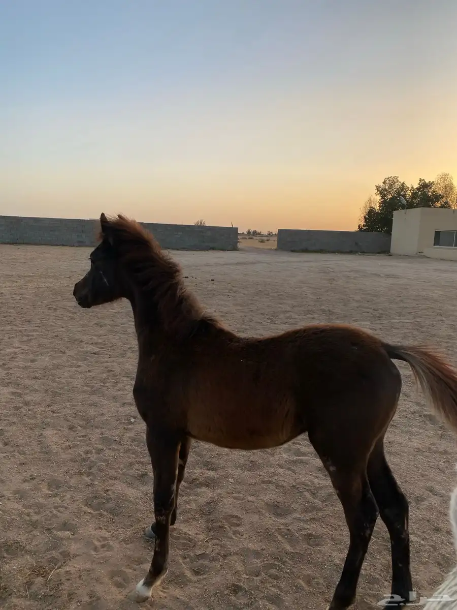 مهر شعبي 3