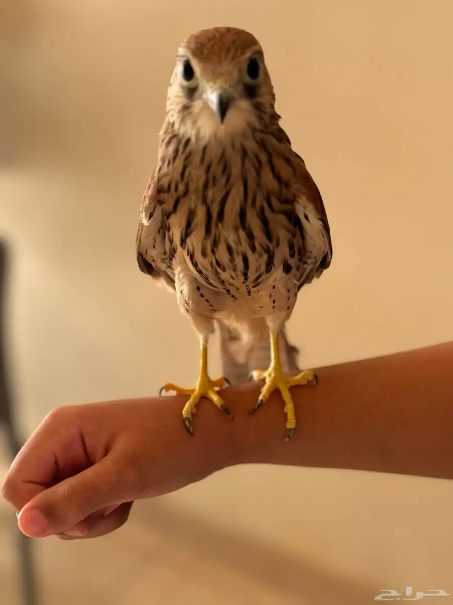 طير 0
