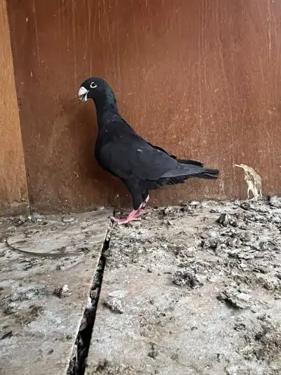 هومر ذكور مستوى طيب 4