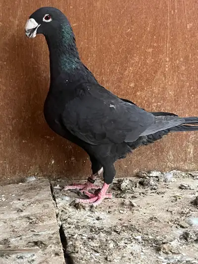 هومر ذكور مستوى طيب 5