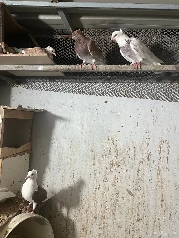 مكه اللحيانيه 4