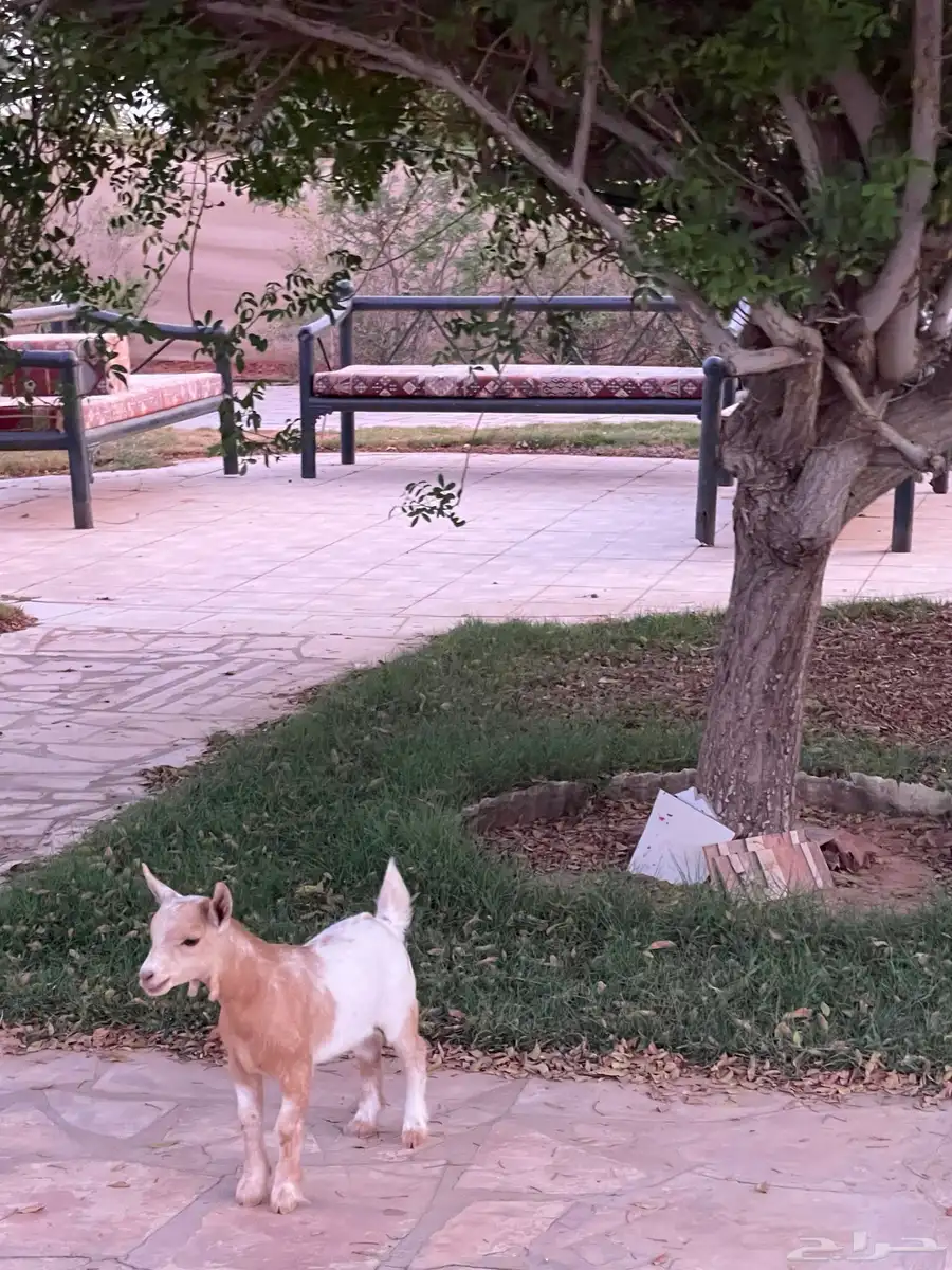 ماعز تيس قزمي صغير البيع سمح بأذن الله 0