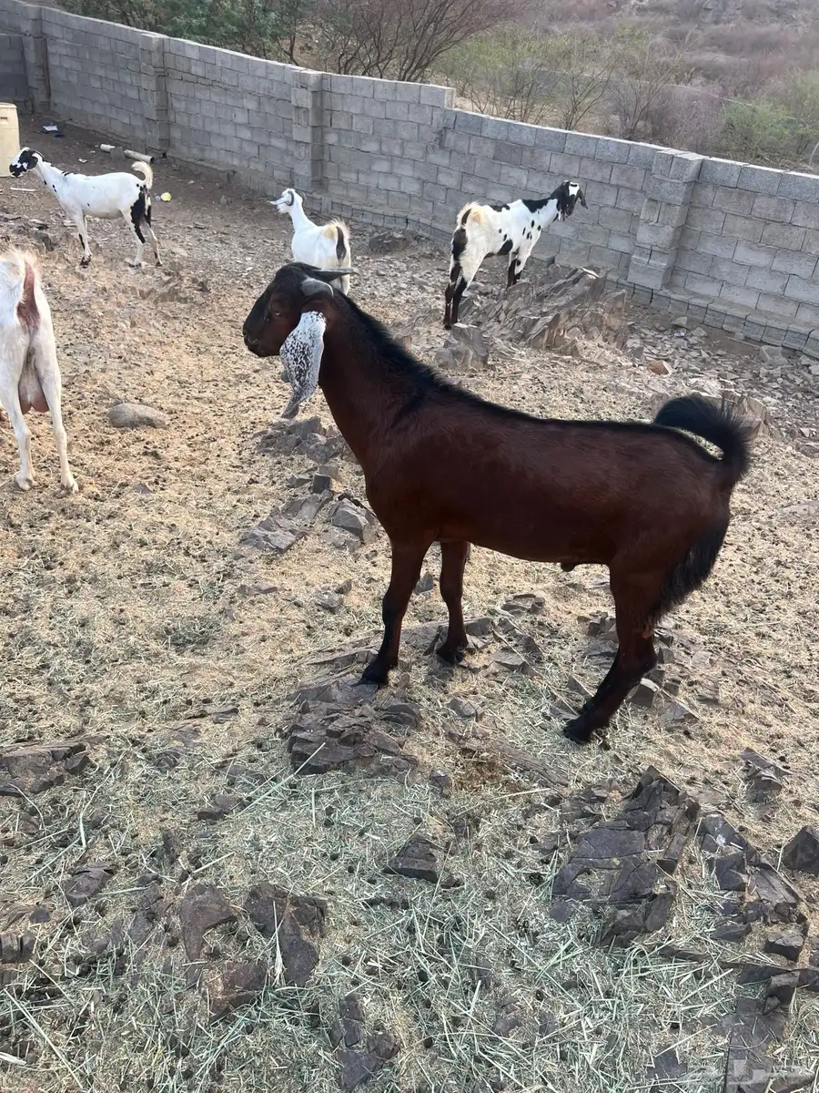 مشروع فحل 0