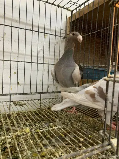 هومر طبه اخوان 2