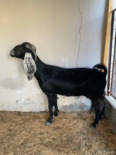 عنز للبيع 0