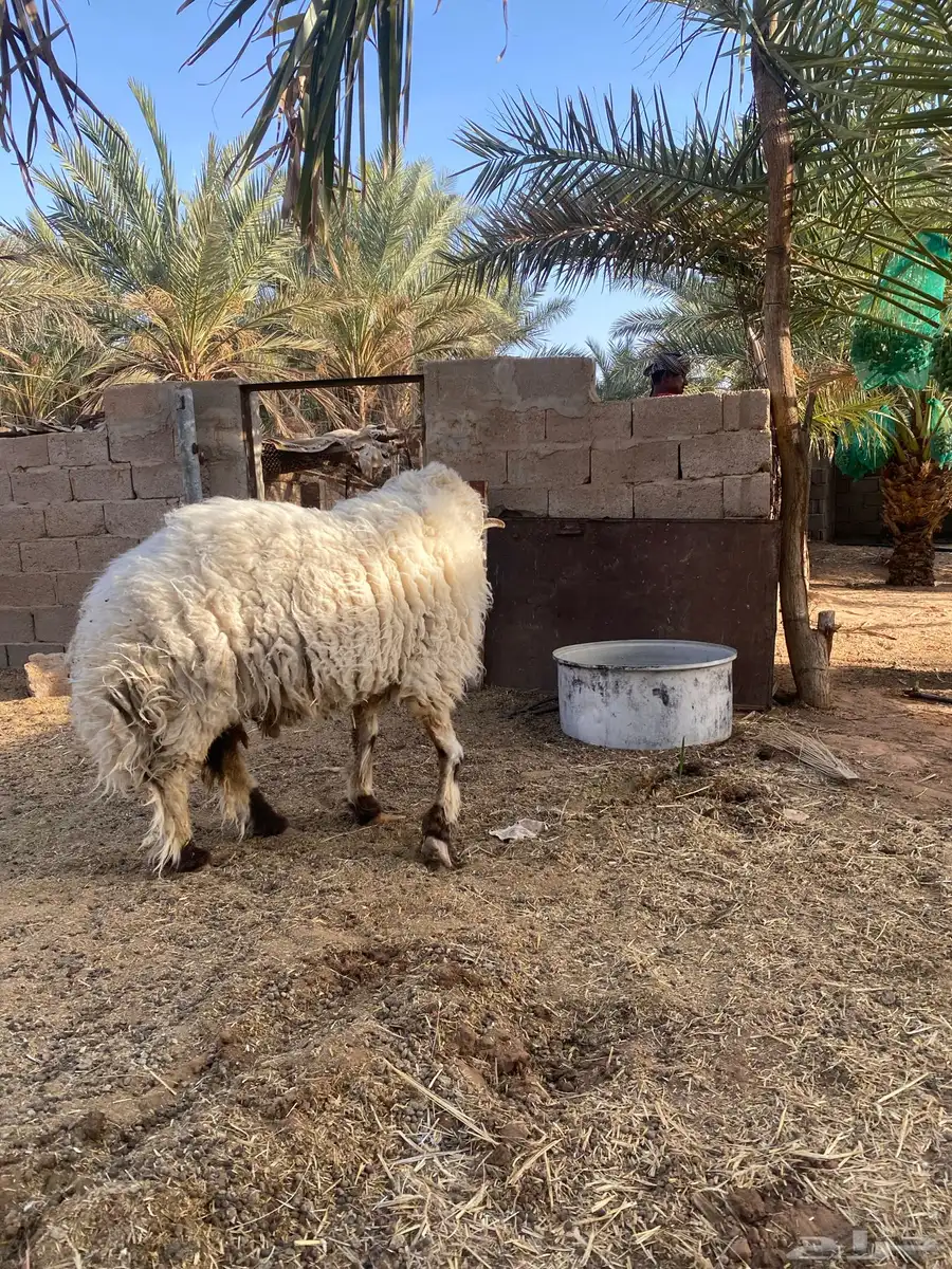 فحل نعيمي صنف 2