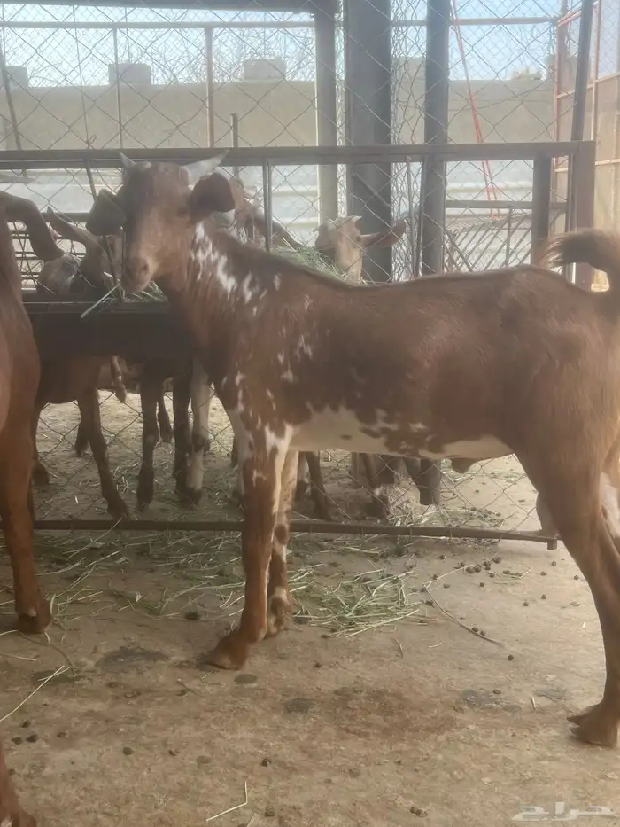 مشروع فحل جذع. تم البيع 0