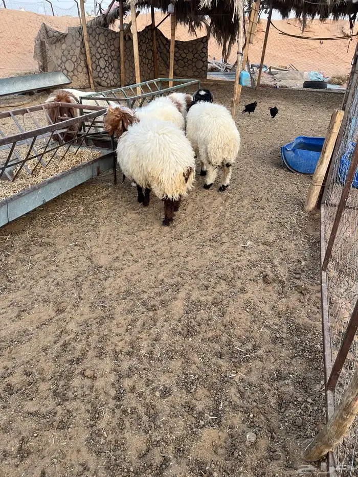 طليان نعيم 2