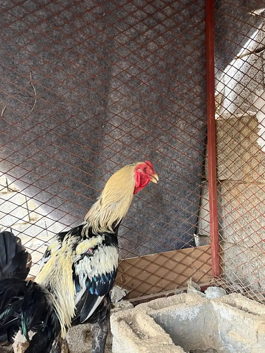 ديك بكستاني 3