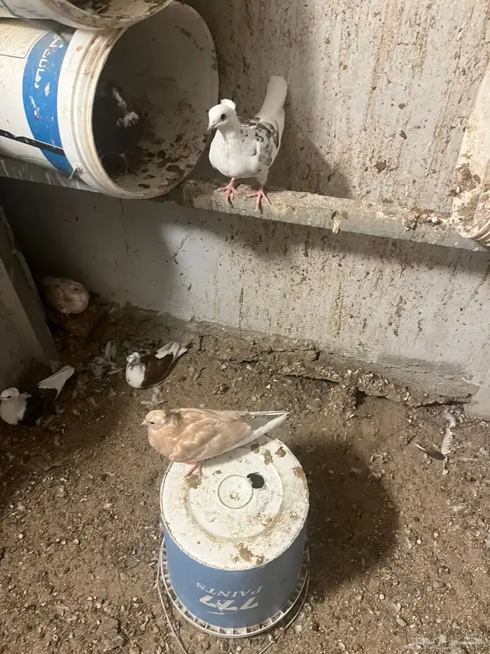 مكه اللحيانيه 5