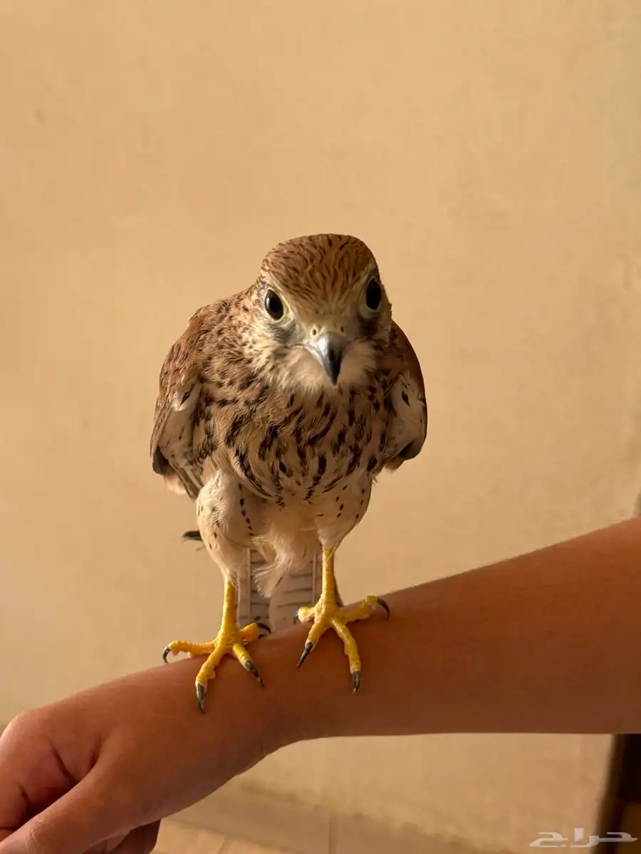طير 1