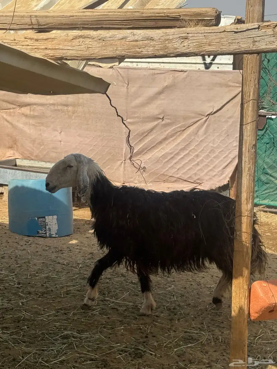 نعجه دافع 2