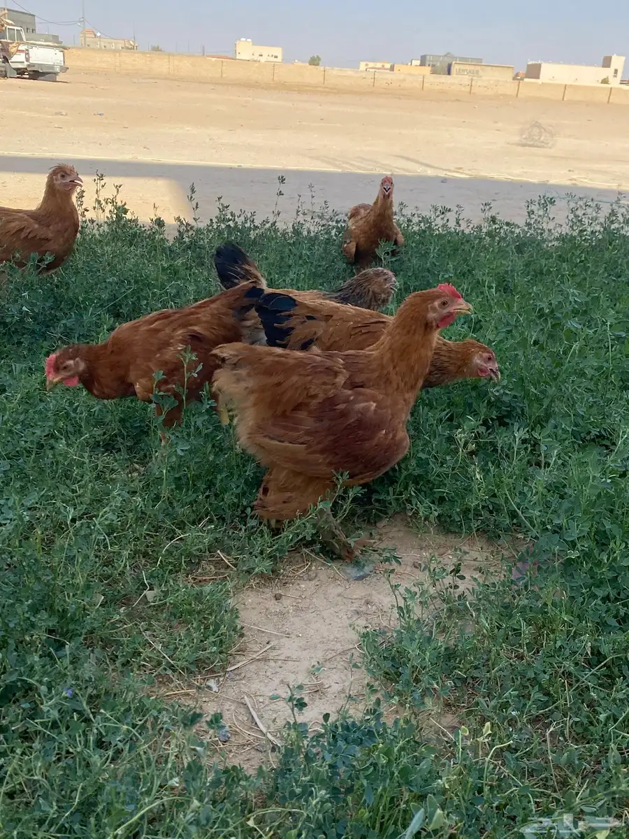 فراريج براهمه 1