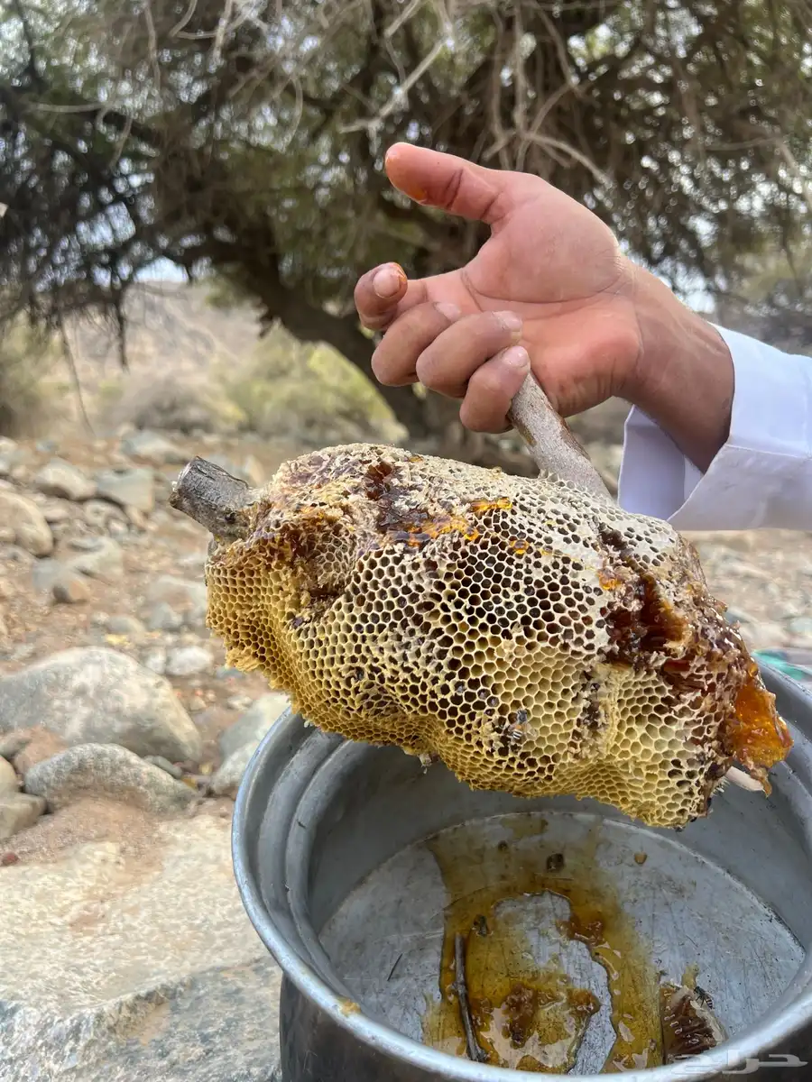 عسل سدر طبيعي (عسل برم) فوق كيلو 0