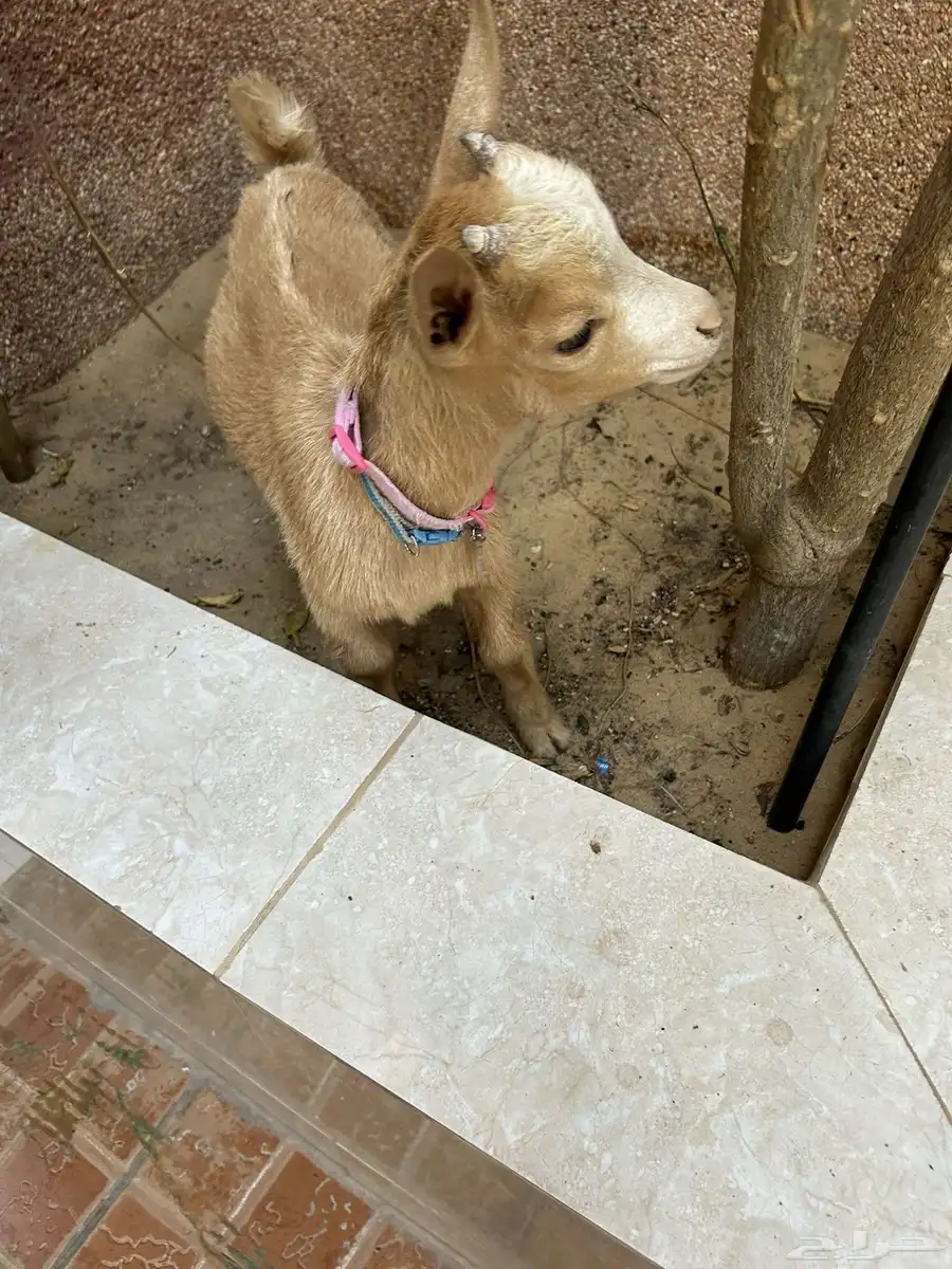 تيس قزم 2