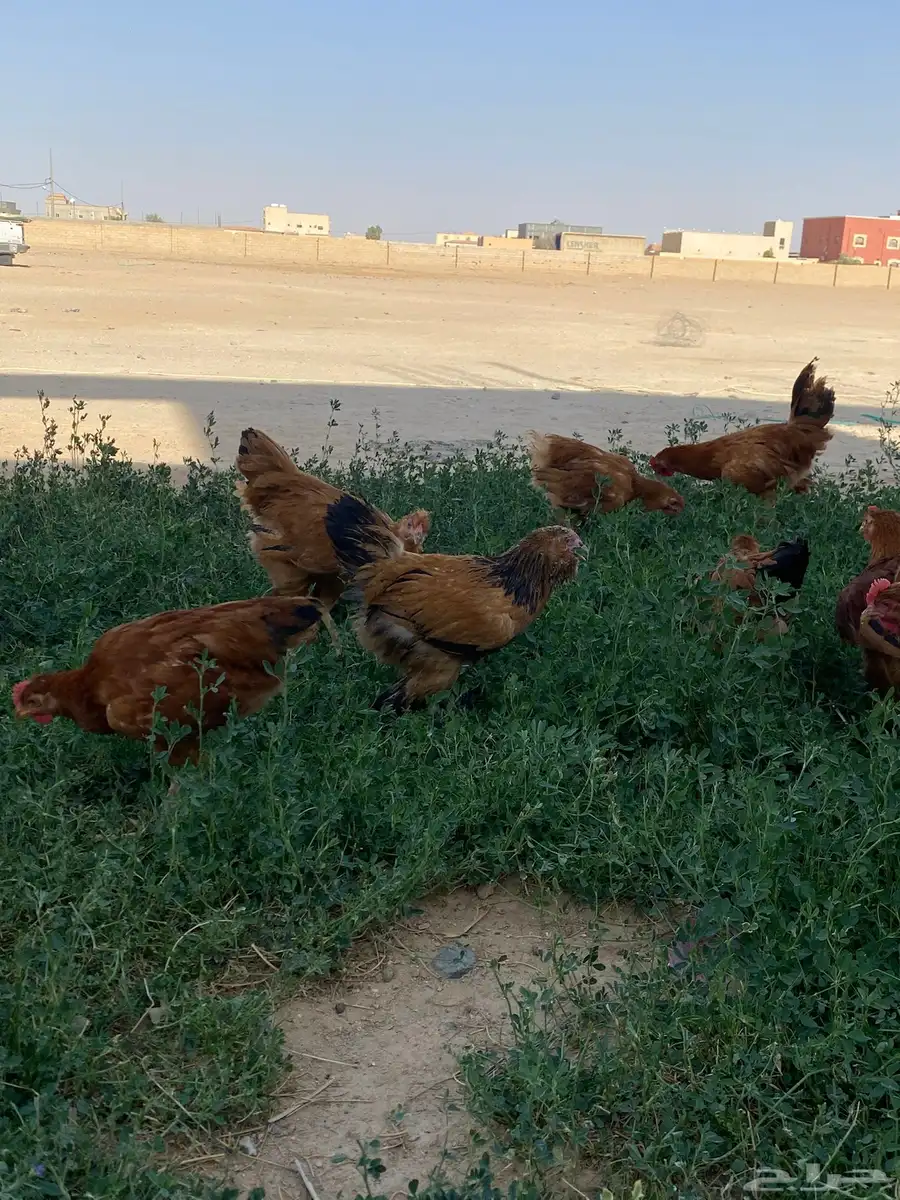 فراريج براهمه 0