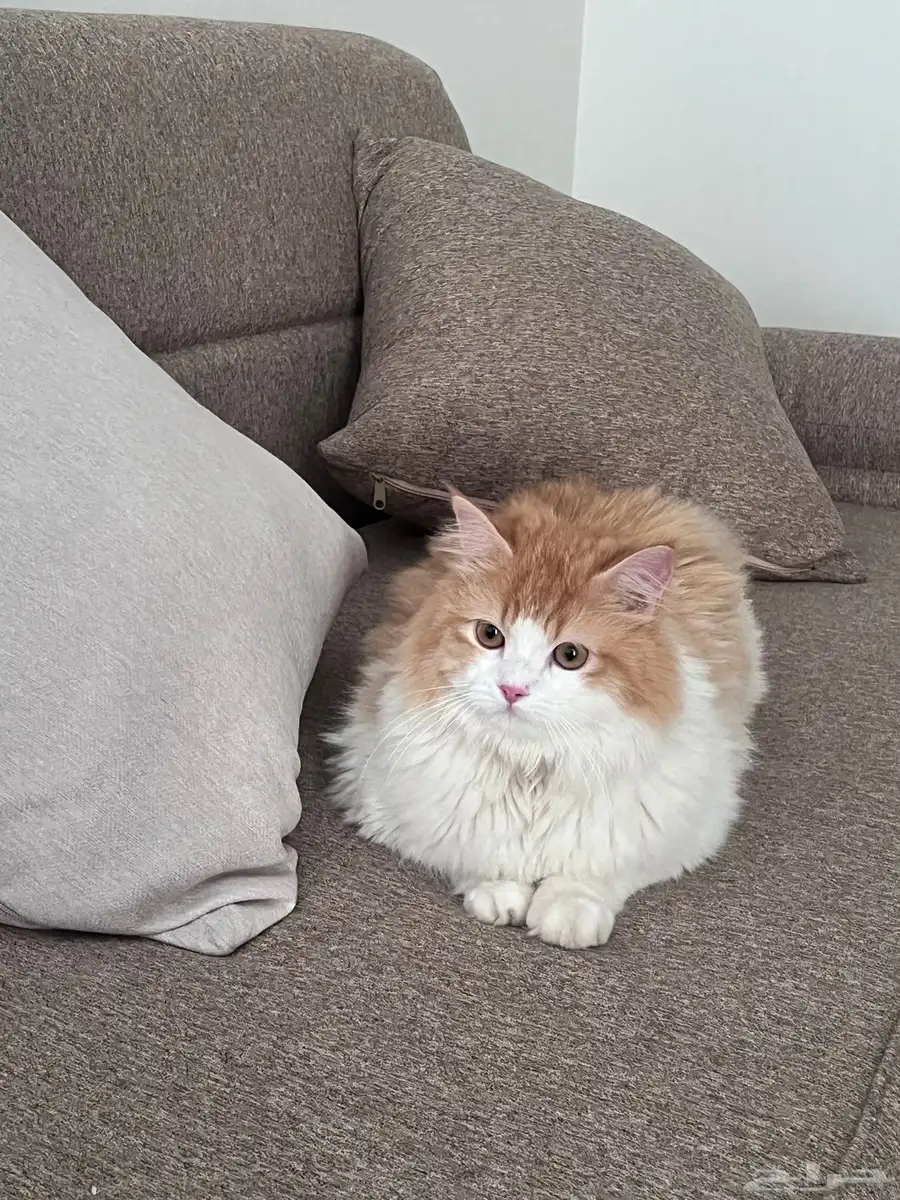 قطط 2