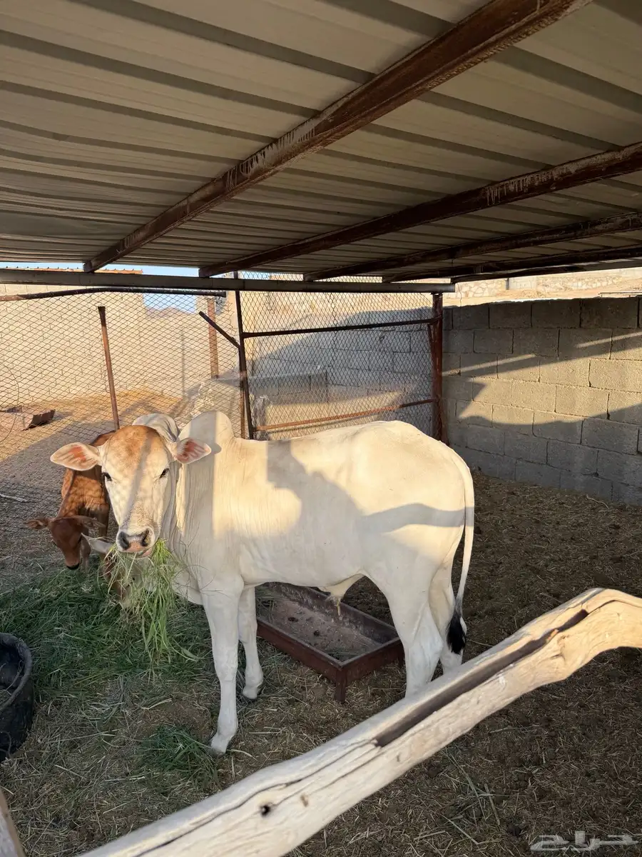 الجعبه 0