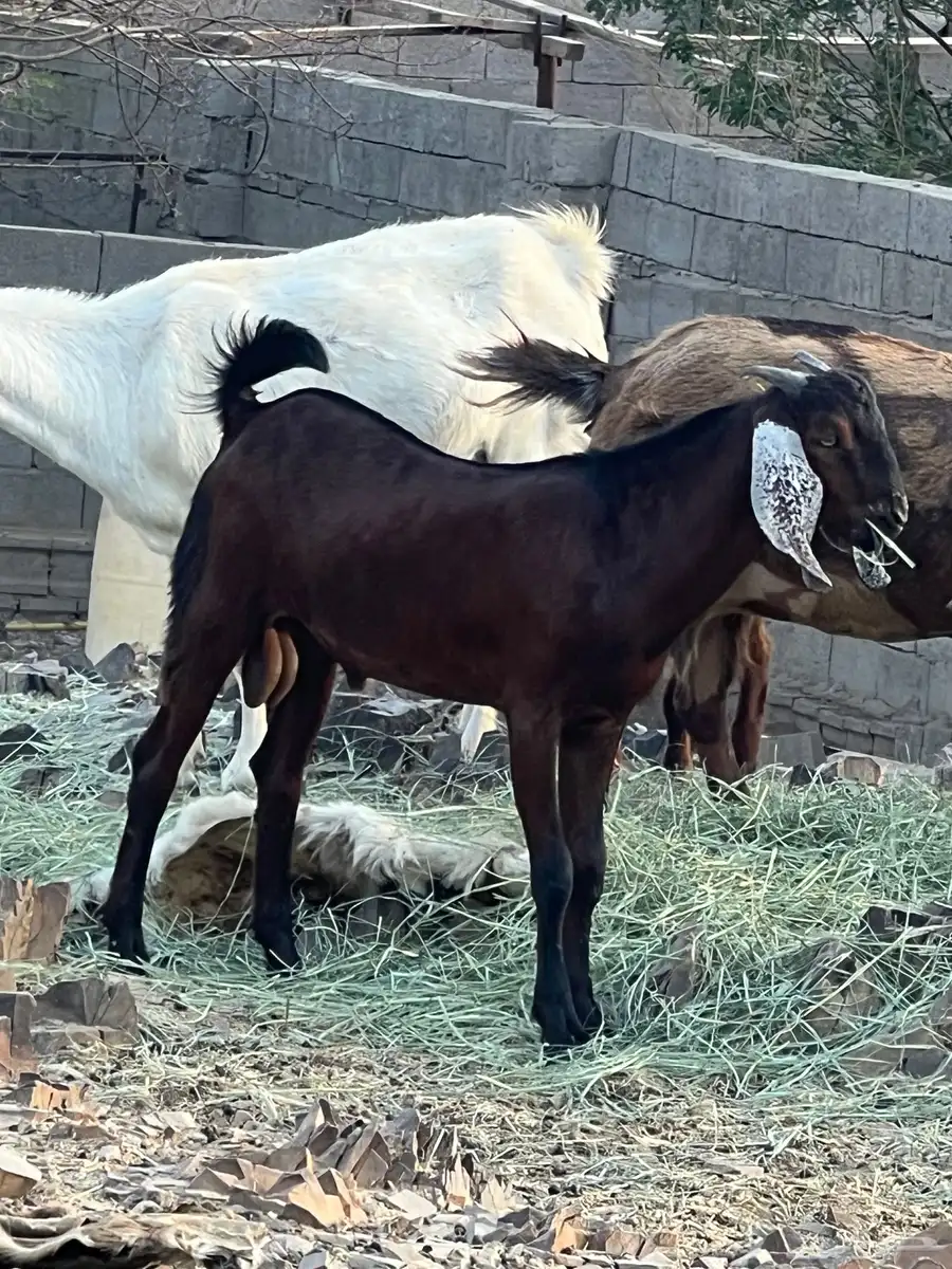 مشروع فحل 4
