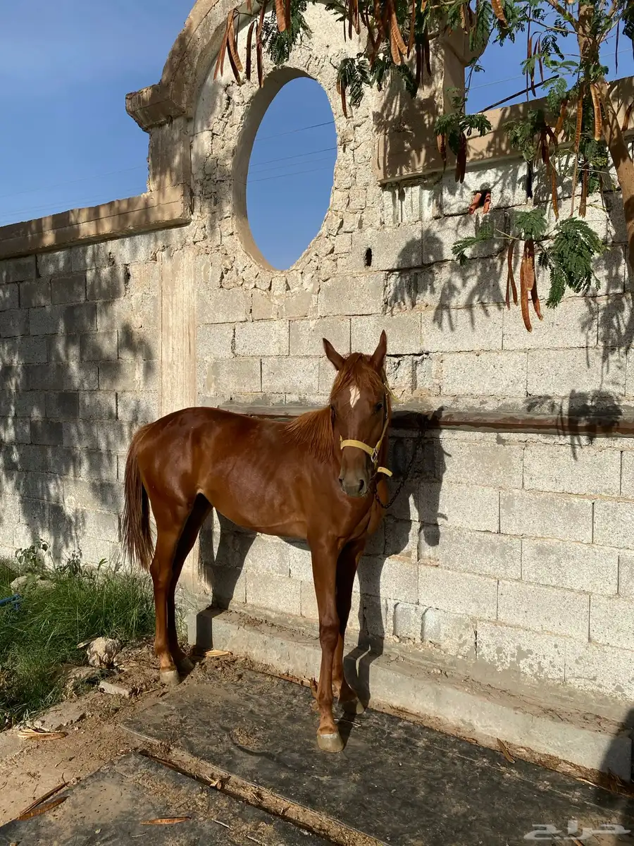 مهره وفرس 4