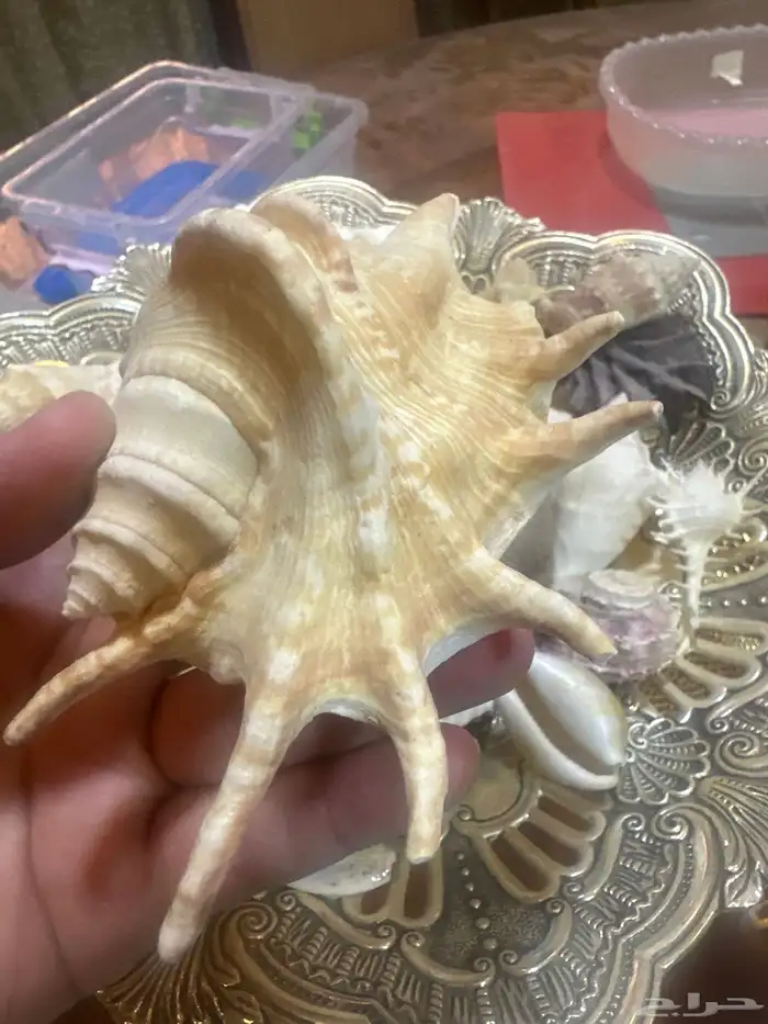 مجموعة اصداف جميلة ونادرة للبيع من دون الإناء 2