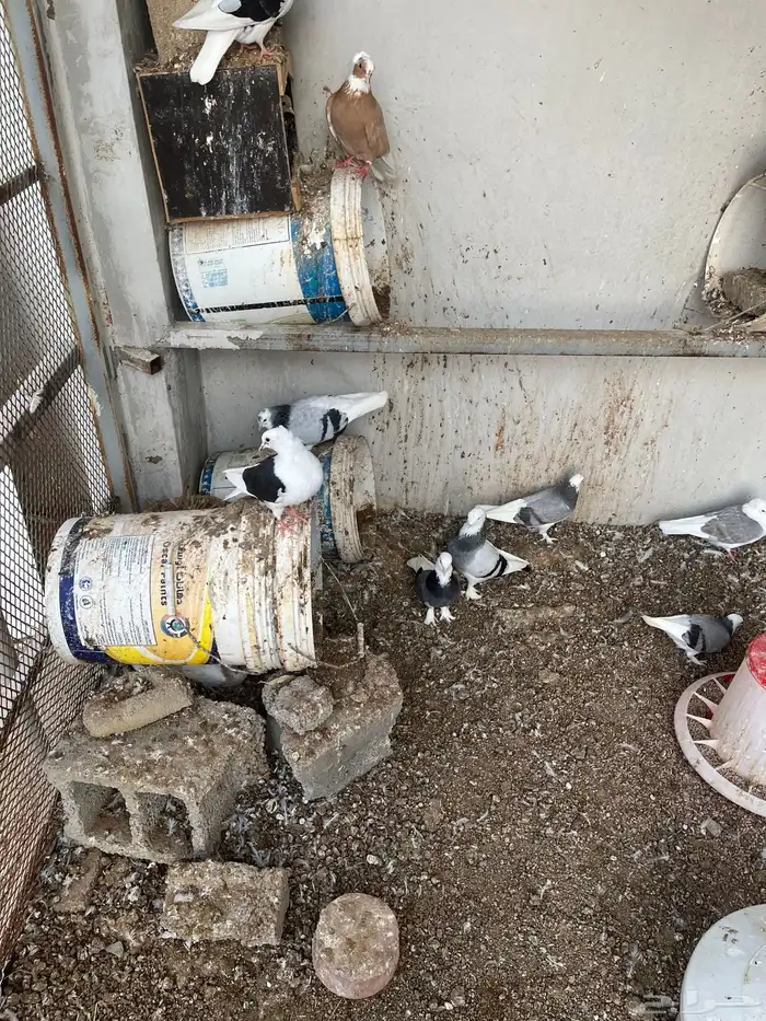 مكه اللحيانيه 2