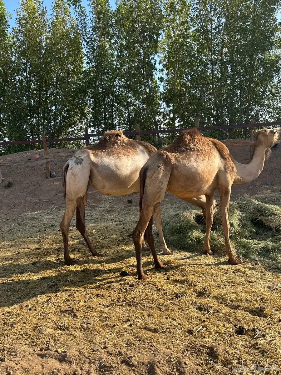 نياق جزر 0