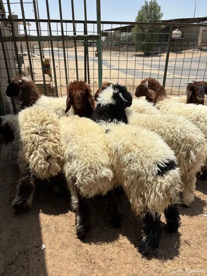 هرافي بريه زبده - الجبيل 0