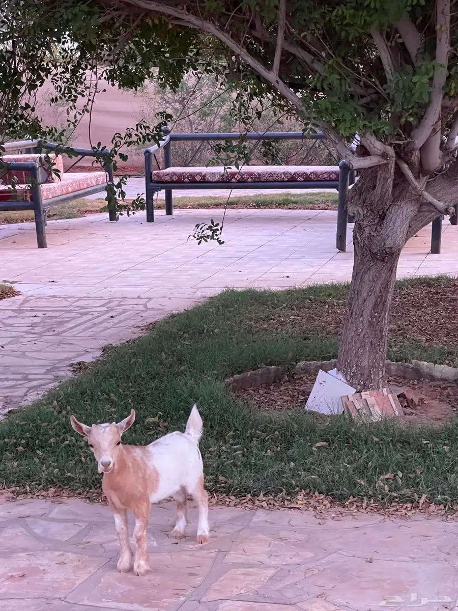 ماعز تيس قزمي صغير البيع سمح بأذن الله 1