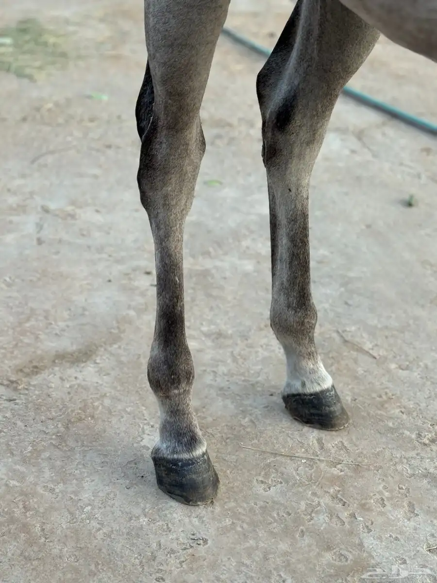 خيل مكس حصان 4