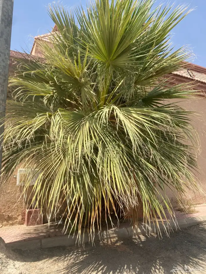 للبيع نخلة   واشنطن 0