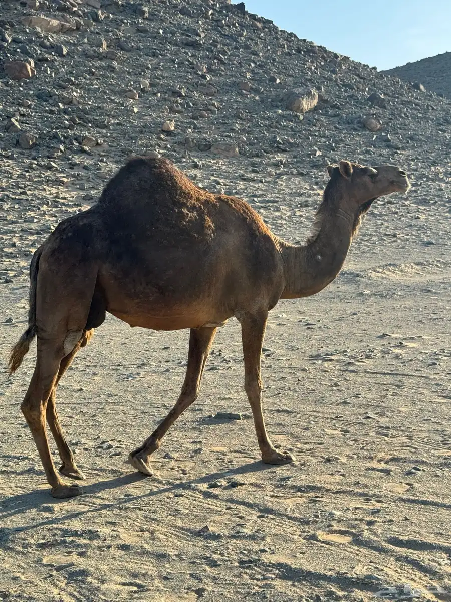 للبيع حايل 0