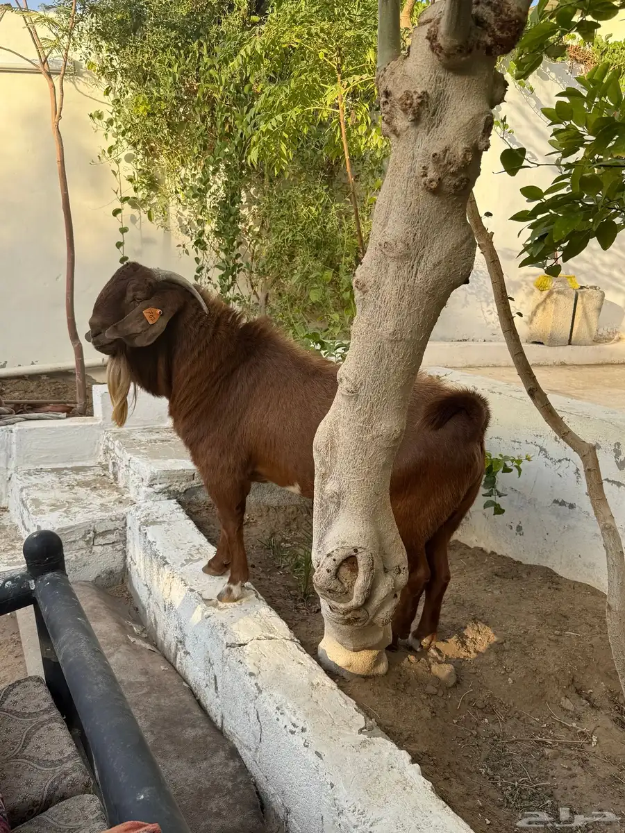 فحل كلهاري 5