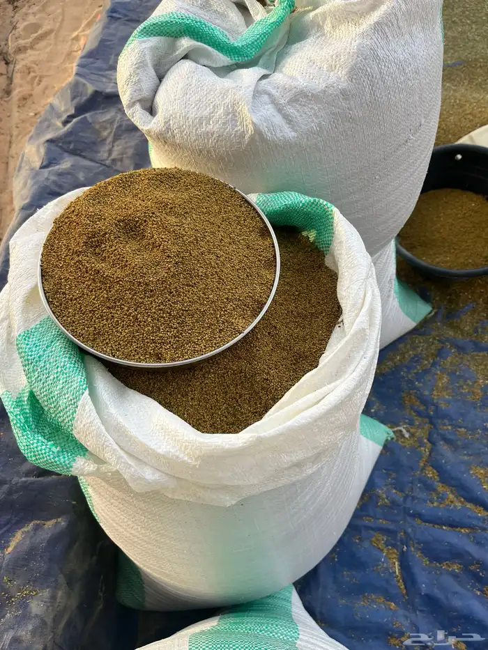 بذر برسيم عربي ممتاز 0