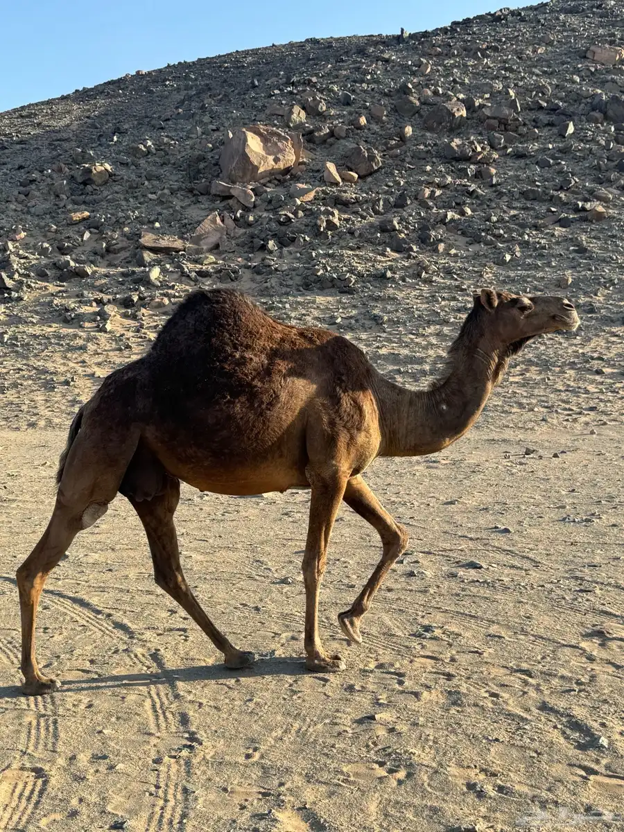 للبيع حايل 2