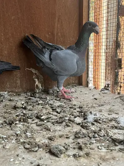 هومر ذكور مستوى طيب 2