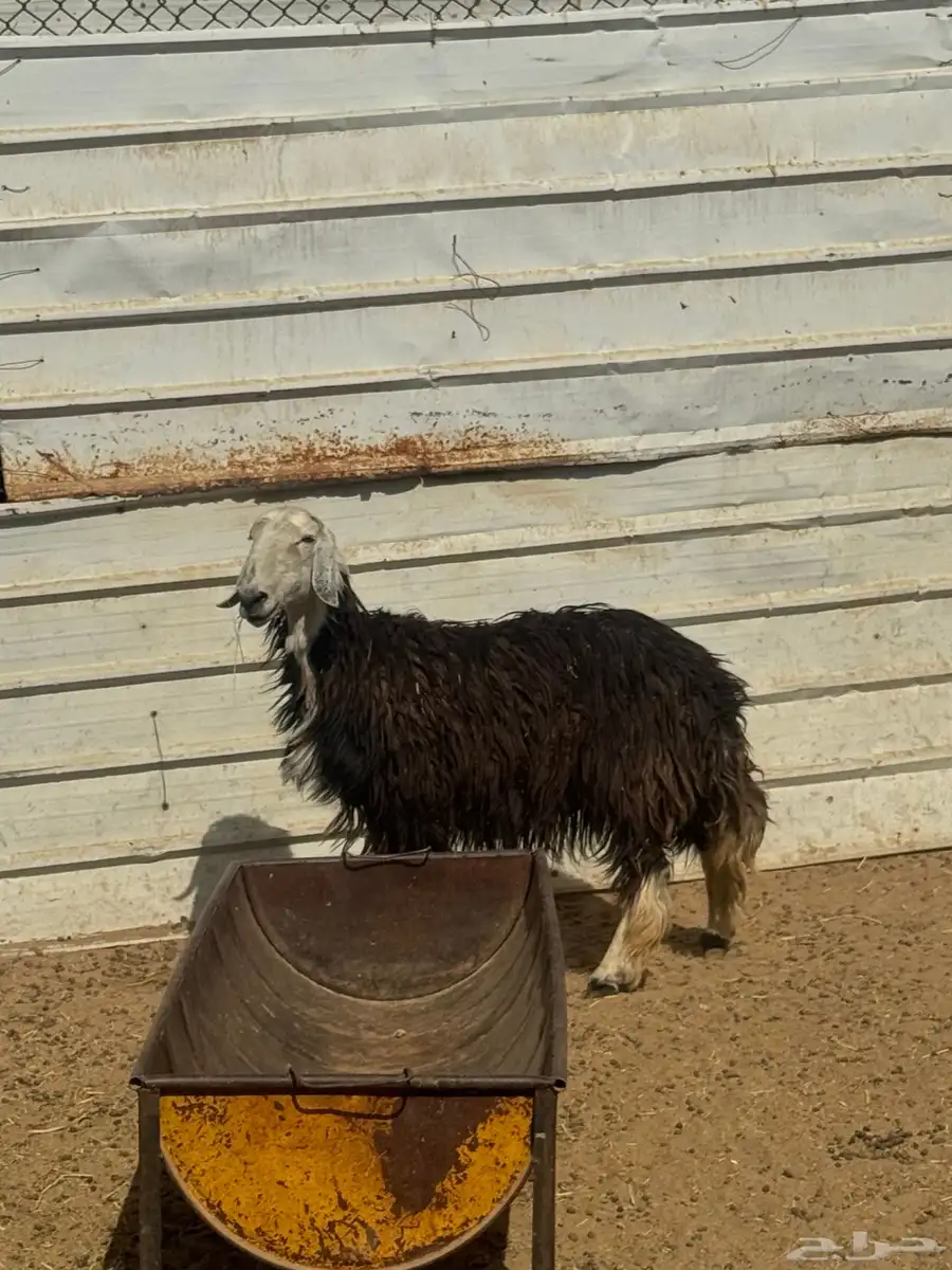 نعجه دافع 0