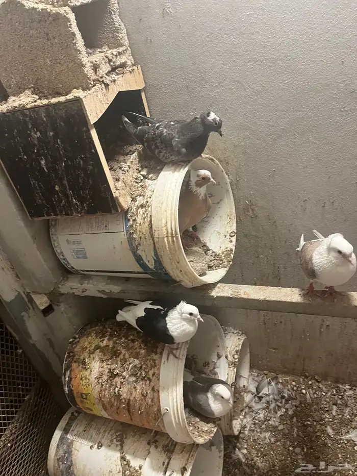 مكه اللحيانيه 3