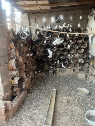 حمام بلدي وهندي وبكستاني منتج 0